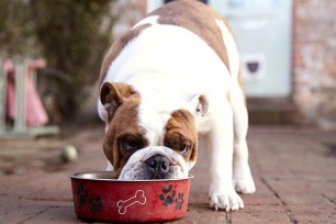 Unleashing the Ultimate Bulldog Extravaganza: A Celebration of Events and the Best Food for English Bulldogs